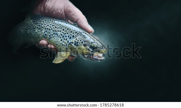 Beautiful brown trout\
caught on the fly.
