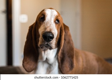 Beautiful Brown And White Basset Hound Dog.