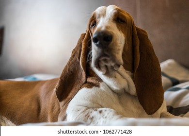 Beautiful Brown And White Basset Hound Dog.