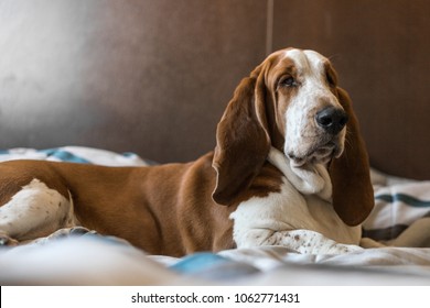 Beautiful Brown And White Basset Hound Dog.