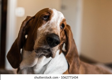 Beautiful Brown And White Basset Hound Dog.