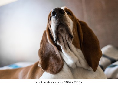 Beautiful Brown And White Basset Hound Dog.