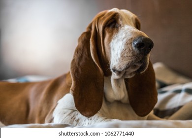 Beautiful Brown And White Basset Hound Dog.