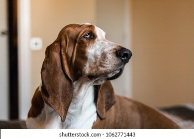 Beautiful Brown And White Basset Hound Dog.