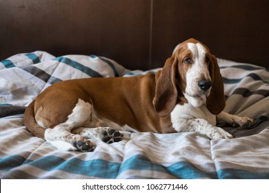 Beautiful Brown And White Basset Hound Dog.