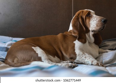 Beautiful Brown And White Basset Hound Dog.