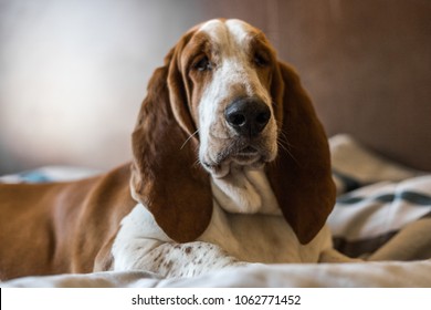 Beautiful Brown And White Basset Hound Dog.