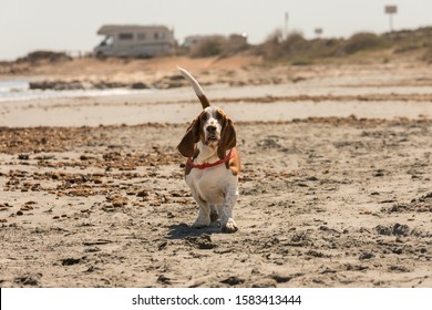 Beautiful brown and white Basset hound walking on the beach with motorhome in the background.