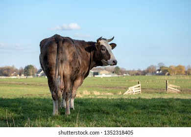 Beautiful brown with white cow and horns seen from behind, head turned backwards looking at the camera, in a green meadow.