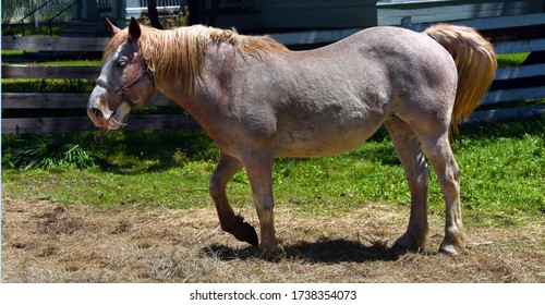 Horse Images, Stock Photos | Shutterstock