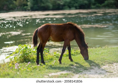 4,136 Horse standing in water Images, Stock Photos & Vectors | Shutterstock