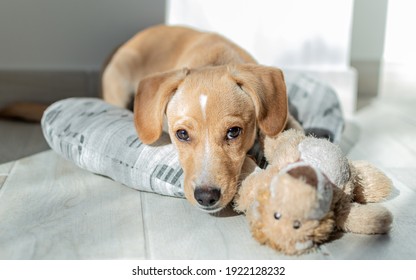 Beautiful Brownish Labrador Puppy in his Kennel - Shutterstock ID 1922128232