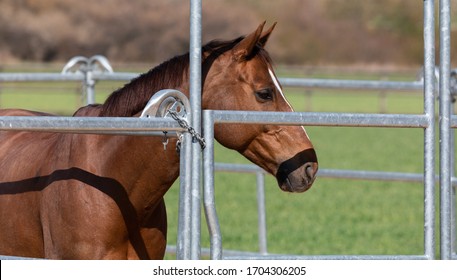 beautiful brown-red horse standing in an metal grid horsebox, side view, by daylight