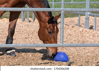 beautiful brown-red horse standing in an metal grid horsebox, with lowered head, the horse plays with a blue ball, by day