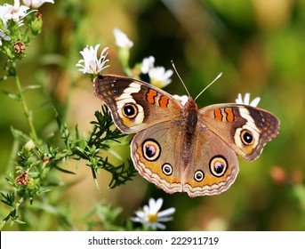 Beautiful Buckeye Butterfly