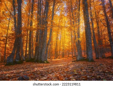 Beautiful bucolic sunset landscape in the autumn forest of El Castañar de El tiemblo, in Avila, Spain. Yellow and orange autumn leaves and trees - Shutterstock ID 2223119811