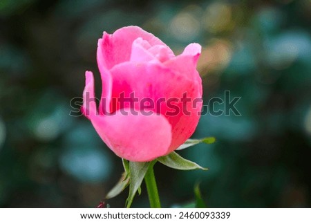 a beautiful bud of roses