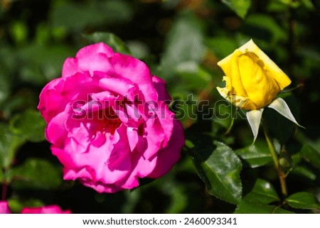 a beautiful bud of roses