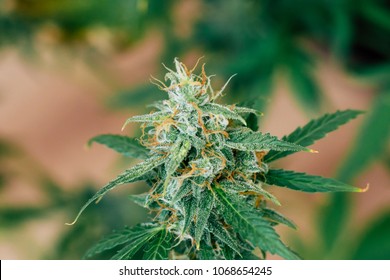 Beautiful buds cannabis grown in the indoor before harvest. Macro shot with sugar trichomes. concepts of grow and use of marijuana cbd thc medicinal. Concepts of legalizing herbs weed