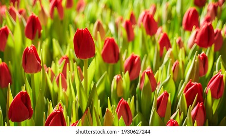 beautiful buds of red tulips flooded with sunlight in the garden
