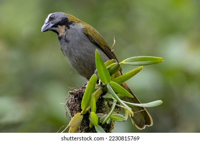 Beautiful Buff-throated Saltator (Saltator maximus) bird perched on a tree branch with a vivid green blurred background - Shutterstock ID 2230815769