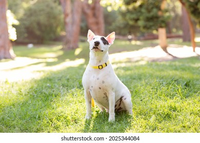 A Beautiful Bull Terrier Dog In A Forest. Wearing A Yellow Collar. In A Lush Green Forest. Sitting On The Grass. White Dog With A Black Patch. 