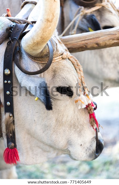 nose ring bull horn