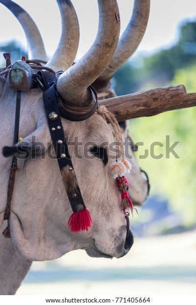 nose ring bull horn