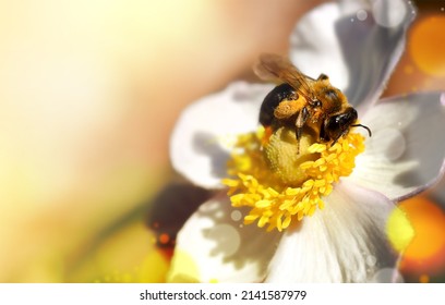 A beautiful bumblebee with pollen on its paws collects pollen from a flower. Honey production, ecology concept, health. Image for calendar, postcard.