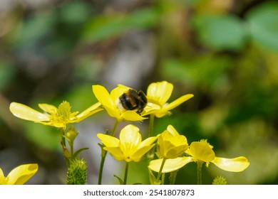 A beautiful bumblebee pollinating yellow flowers in summer - Powered by Shutterstock