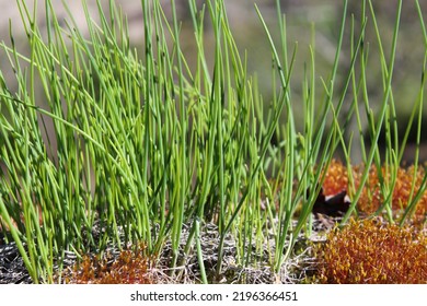 Beautiful Bunch Of Chives Growing