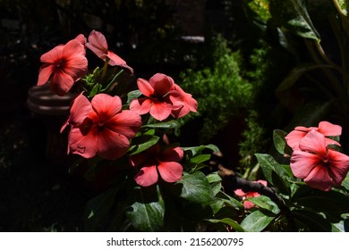 Beautiful Bunch of many Periwinkle flowers of Shaded Peach and dark red bid colour shaded flowers with house garden background. House plant in pot with leaves Vinca peach orange shade flowers at home