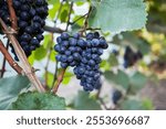 beautiful bunch of ripe blue grapes hanging on vineyard. ripe grapes ready for harvest at a vineyard