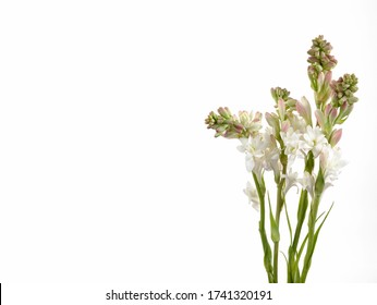 Beautiful Bunch of Tuberose Flowers and Buds
 isolated against white background

