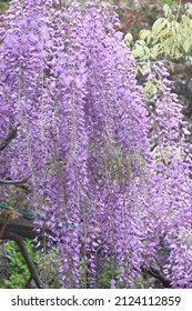 Beautiful Of Bunches Of Beautiful And Fragrant Purple Wisteria Flowers Wallpaper Background, Kyoto, Japan, Asia, Soft Focus