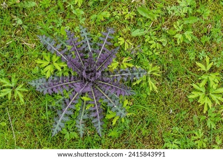 A beautiful burgundy rosette of young thistle leaves among the grass in May, prickly, unusually shaped, beautiful leaves
​