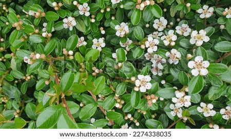Beautiful bush in bloom - Cotoneaster with many white flowers and shiny green leaves. Springtime. Flowers background. Cotoneaster Dammeri Radicans. A Bearberry. Evergreen plants.