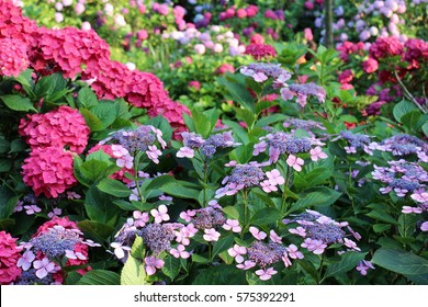 Beautiful Bush Of Hydrangea Flowers In A Garden