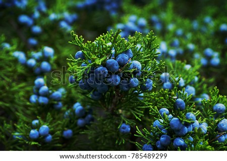 Beautiful bush of a juniper with berries