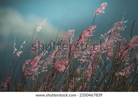 Hallig Gröde | Beach lilacs in the evening light