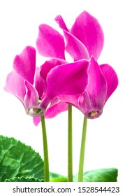 Image result for flowers against white background"