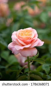 Beautiful Bush Of Sonic Color Roses In A Spring Garden., Vertical Picture