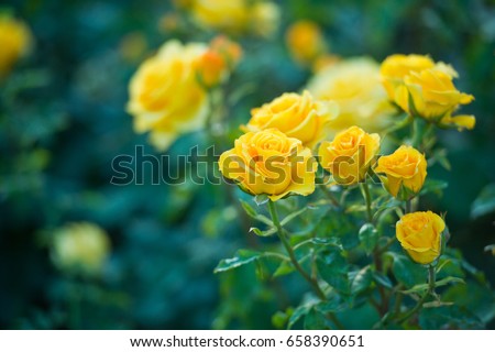 Beautiful bush of yellow roses in a spring garden. Rose garden.
