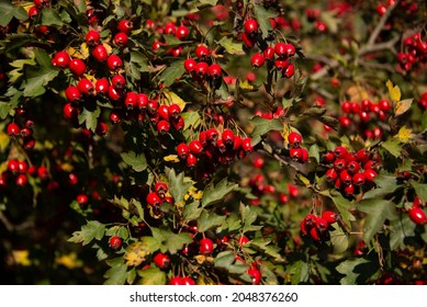 A Beautiful Bushy Bush With Rose Hips. Red Berries In Sunny Color On A Rose Hip Tree Outside In The Garden, Forest.