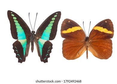 Beautiful Buterfly Winged Isolated On White Background