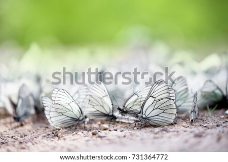 Beautiful butterflies in macro. Fine art. Delicate image. Backgrounds, wallpaper, desktop, postcard, cover.