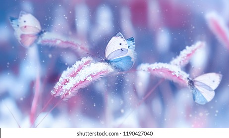 Beautiful butterflies in the snow on the wild grass on a blue and pink background. Snowfall Artistic winter christmas natural image. Winter and spring background.