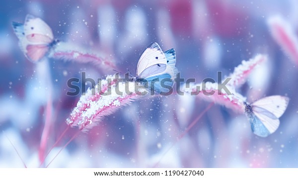 青とピンクの背景に野草の上の雪の中に美しい蝶 降雪 芸術的な冬のクリスマス自然画像 冬と春の背景 の写真素材 今すぐ編集