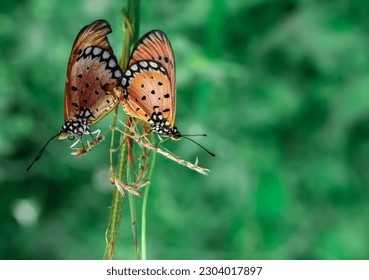 beautiful butterflies that are mating  butterfly mating season  process reproduction butterfly  beautiful nature wallpapers  close up an insect perched plant  macro animal photography 