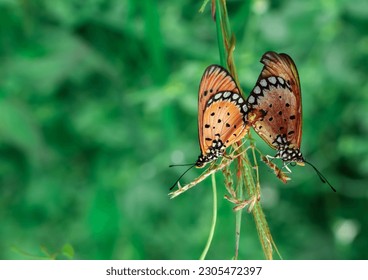 beautiful butterflies that are mating  butterfly mating season  process reproduction butterfly  beautiful nature wallpapers  close up an insect perched plant  macro animal photography 